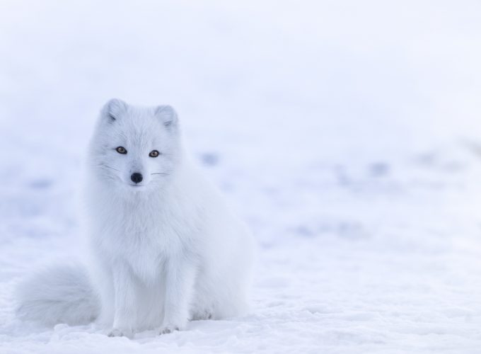 Wallpaper arctic fox, cute animals, winter, snow, white, 8k, Animals 775594232